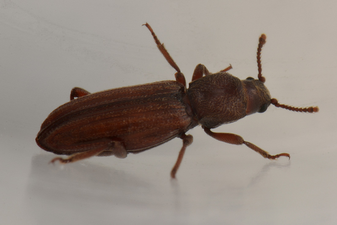 Bothrideres bipunctatus (Bothrideridae) e Cryptolestes cfr. duplicatus (Laemophloeidae)